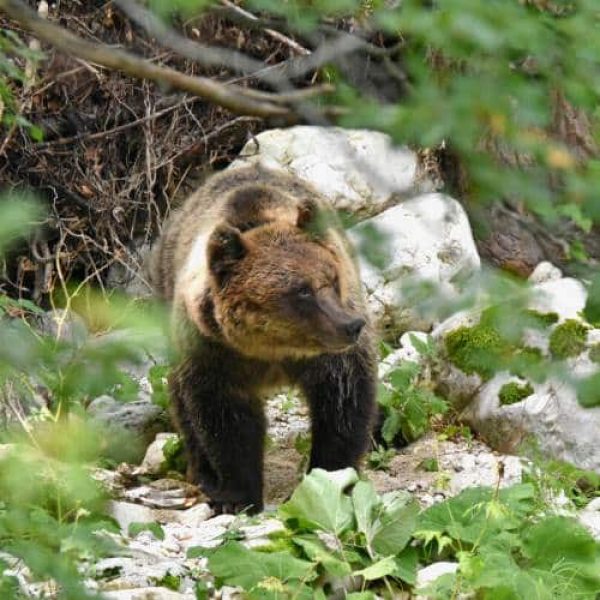 LIFE Bear-Smart Corridors, espandere l'area di distribuzione dell'orso bruno marsicano