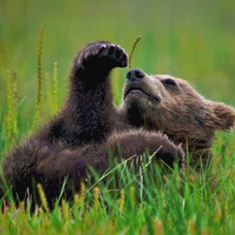 L'orso bruno marsicano