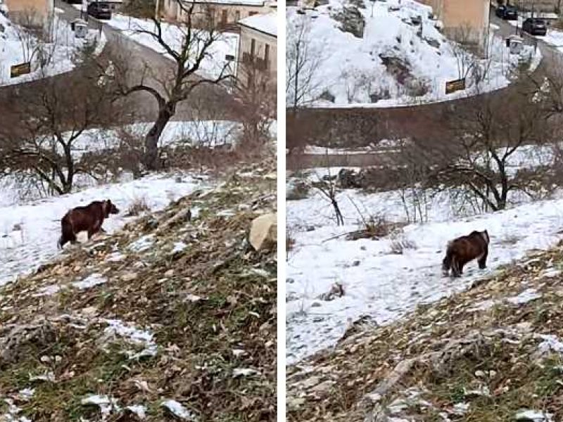 In un video un altro orso che si aggira sulla neve a pochi metri da un centro abitato