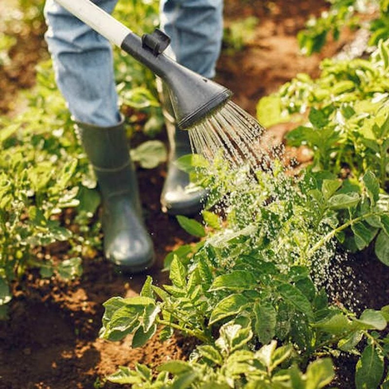 Orti urbani ad Avezzano: il Comune predispone un nuovo bando
