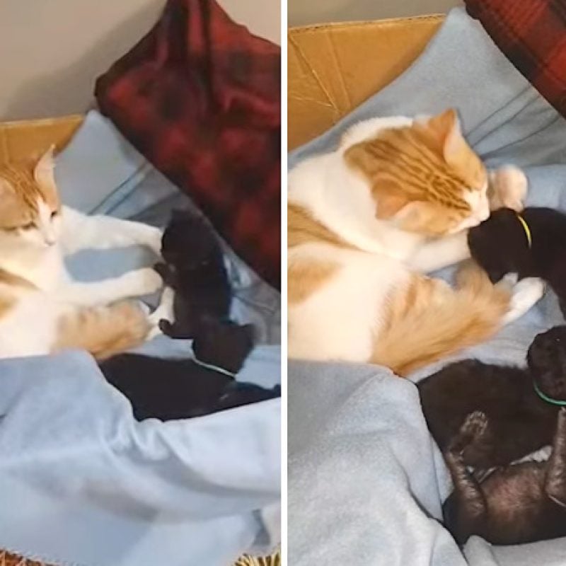 Tre gattini rimasti orfani vengono "adottati" da papà gatto