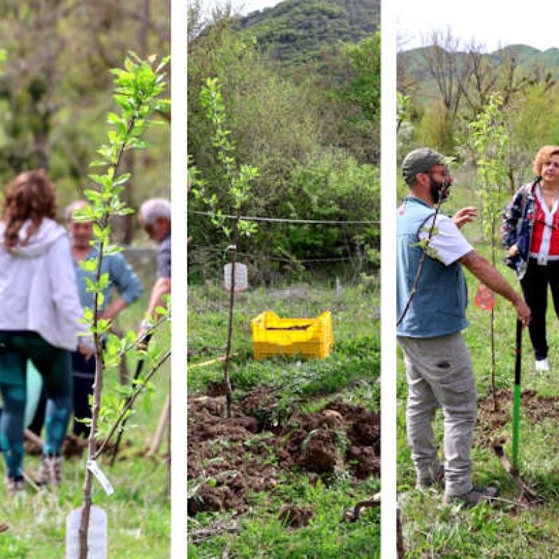 "Pianta un melo, aiuta un orso": successo per l'iniziativa che si è tenuta a Bisegna in favore della biodiversità e della fauna selvatica