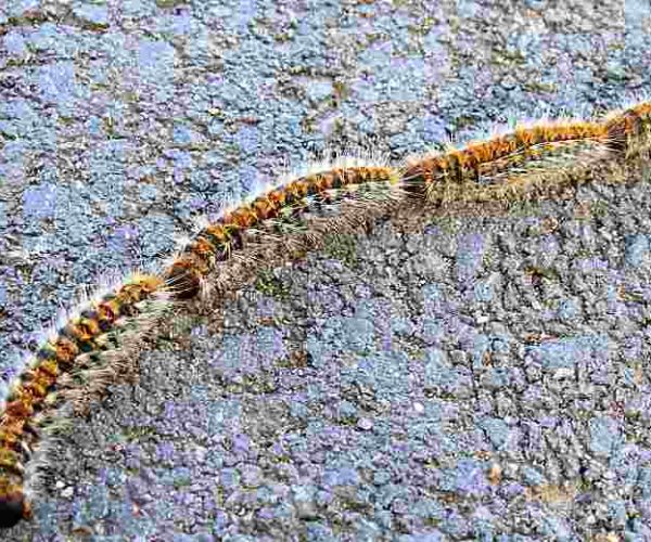 Segnalata la presenza della processionaria sulla strada di Pietraquaria: attenzione ai cani
