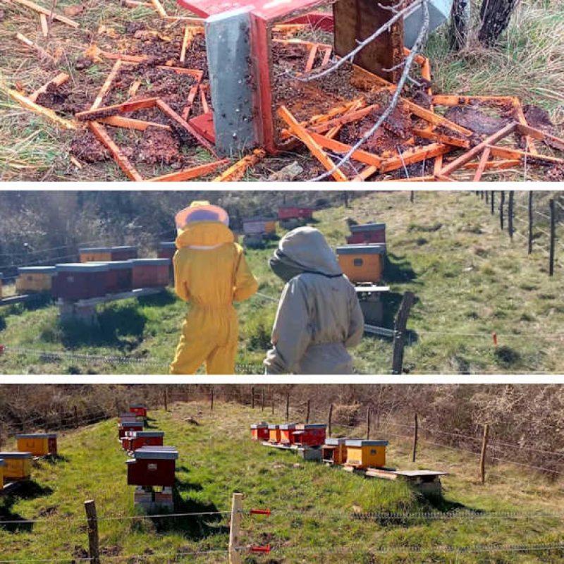 Intervento d'emergenza orso: un esempio di coesistenza nell'Appennino centrale