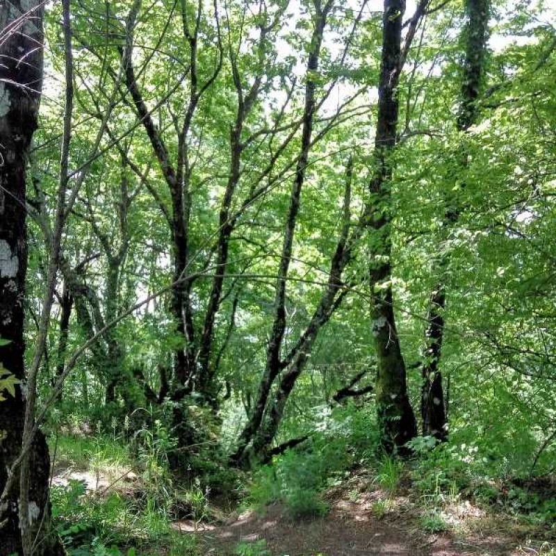 ri_forestiamo