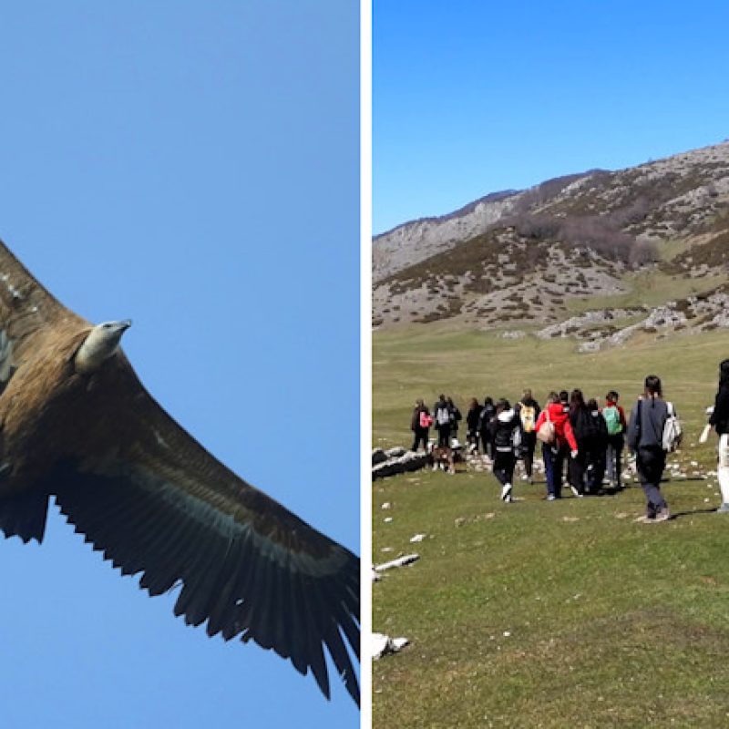 A Petrella Liri studenti a tu per tu con i grifoni: un World Rewilding Day all'insegna della conoscenza della natura