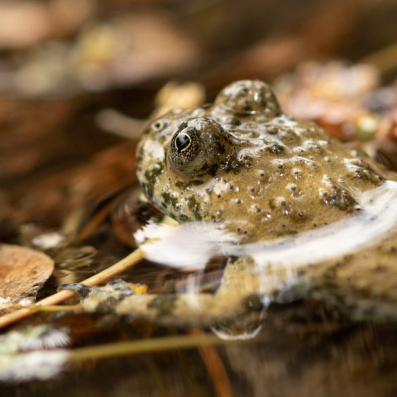 Ululone appenninico a rischio estinzione, PNALM: "Perduto il 37% dei siti idonei"