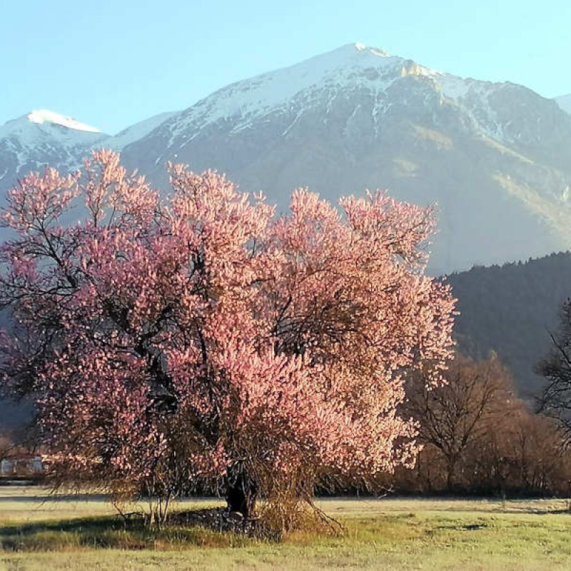 L'alba di primavera accende la Marsica, tra i fiori e la neve di Monte Velino: il bellissimo scatto di Alfonso Gargano