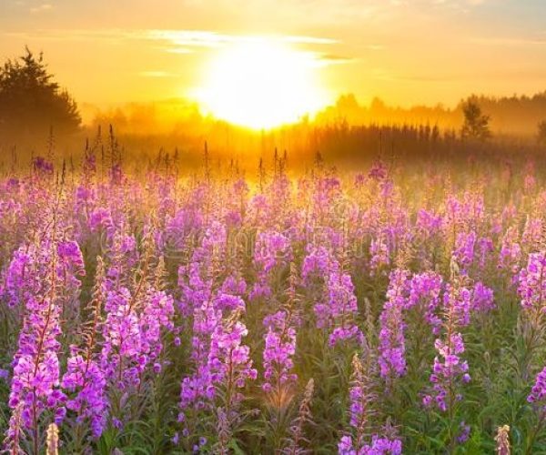 viole primavera