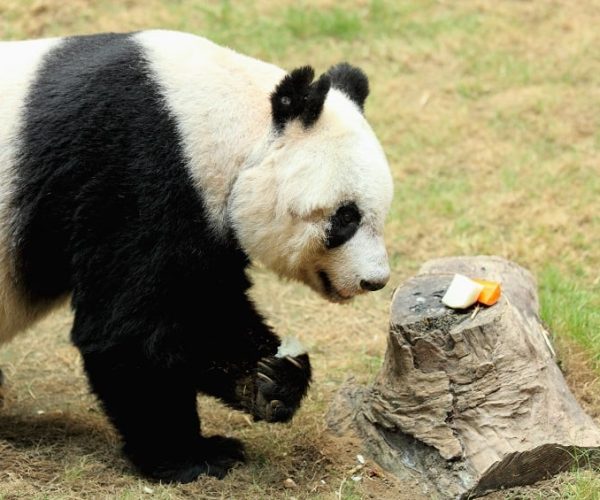 wwf-abruzzo